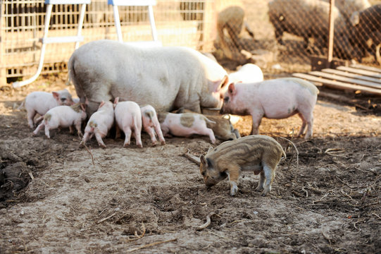 Large white pig of the Vietnam breed feeds piglets. Concept of happy motherhood in animals.