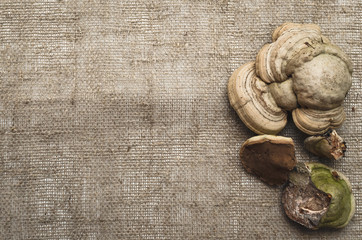  Shelf fungus isolated on sackcloth background with copy space. Fungus Betulinus. Herbal medicine. Alternative medicine concept.