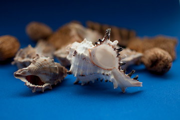 Concha de mar decorativa