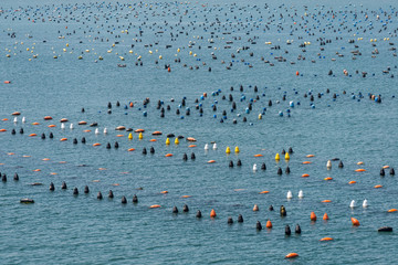 Fototapeta premium Vor dem Hafen von Olbia, Sardinien