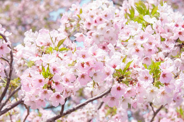 Sakura flower in Cherry blossom.Japan