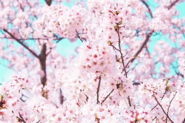 Sakura flower in Cherry blossom.Japan