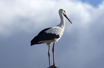 Snow-white stork in profile on a dramatic sky background close-up