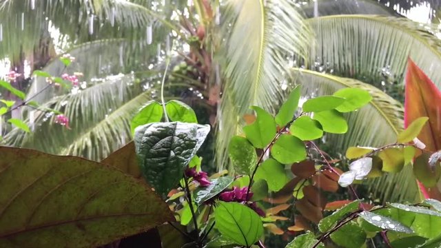 Tropical rain storm during the wet rainy tropics monsoon season in Rarotonga, Cook Islands
