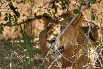 Lion resting in the bush in Ruaha National Park, Tanzania