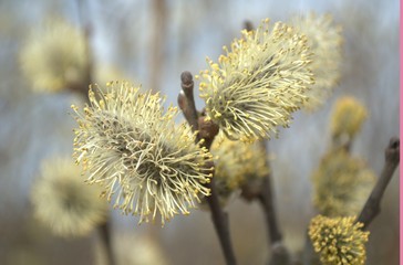 Obraz premium plant, nature, flower, spring, willow, branch, thistle, tree, dry, grass, flora, macro, blossom, green, plants, yellow, season, bud, weed, sky, white, wild, beauty, blue, winter