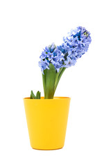 Small purple flower in yellow pot, bucket isolated on white background. Home decoration. Yellow flowerpot. 