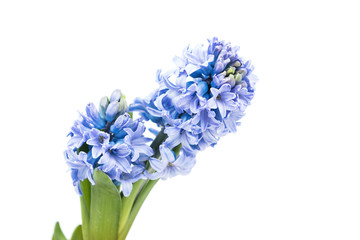 Fototapeta premium Purple flower details isolated on white background, surface