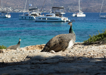 Colourful peacocks walk on coastal rocks watching yachts and catamarans