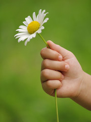 Little hand with flower daisy