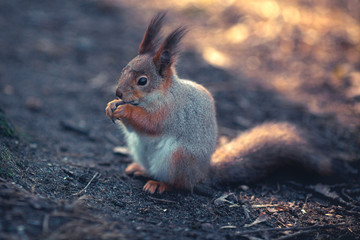 Cute grey squirrel eating