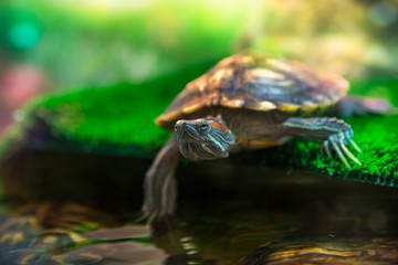 Obraz premium Red Eared Terrapin - Trachemys scripta elegans in the aquarium