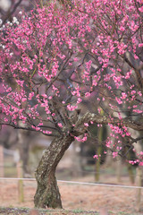梅の花とメジロ