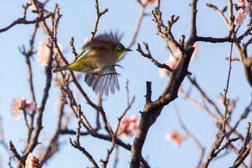 梅の花とメジロ
