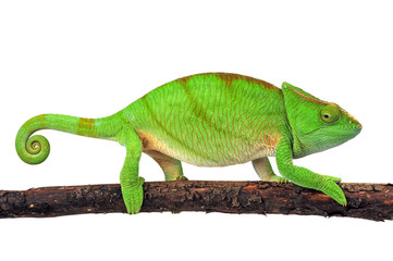 Parsons Chamäleon (Calumma parsonii) - Parson's chameleon © bennytrapp