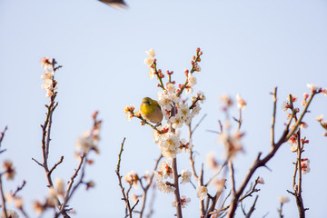 梅の花とメジロ
