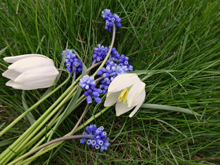 Bouquet of the first spring flowers blue and white on a background on green grass