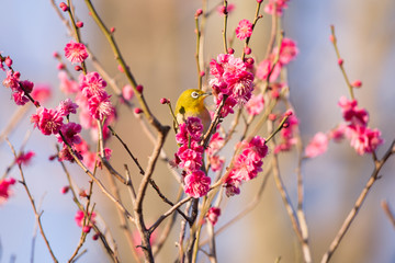 梅の花とメジロ