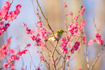 梅の花とメジロ