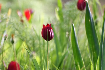 red wild tulips growing in the field of North Cyprus