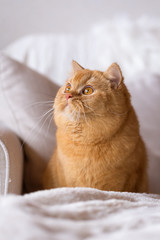 Imposante, kräftige BKH Katze in rot