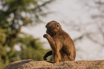 Blutbrustpaviane im Zoo
