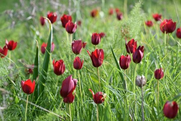 Obraz premium green summer field in northern Cyprus
