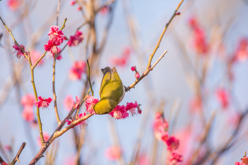 梅の花とメジロ