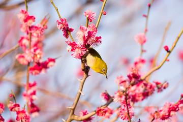 梅の花とメジロ