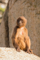 Blutbrustpaviane im Zoo