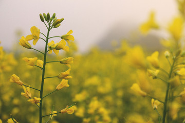 Yellow rapeseed flowers