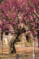 梅の花とメジロ