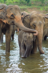 elephant family in the river