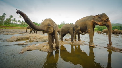 Elephant family bathing, Sri Lanka