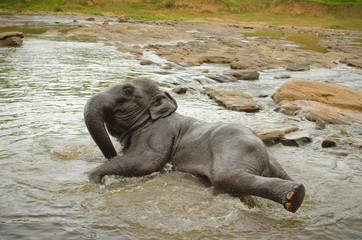 Male elephant bathing in river