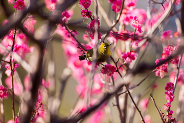 梅の花とメジロ