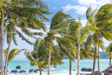 Coconut trees on the beach before storm comming 