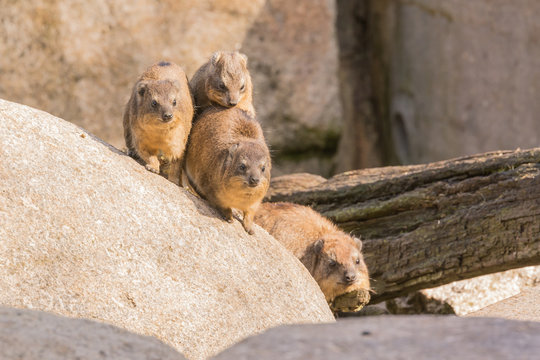 Klippschliefer auf einem Felsen