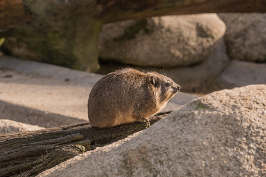 Klippschliefer auf einem Felsen