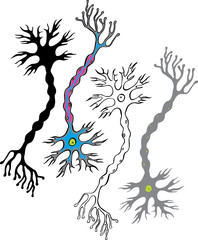 Multipolar neourons - cells of the nervous system