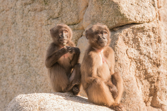 Blutbrustpaviane im Zoo