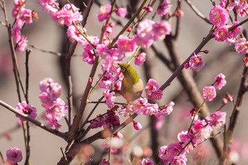 梅の花とメジロ