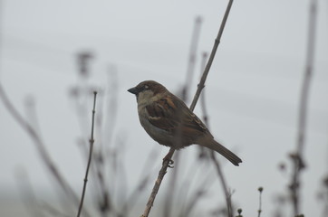 small sparrow sitting on the branch