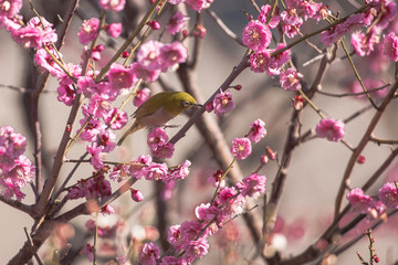 梅の花とメジロ