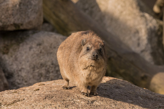 Klippschliefer auf einem Felsen