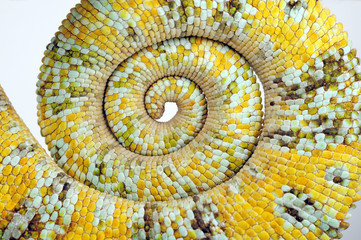 Ringelschwanz eines Chamäleons / Jemenchamäleon (Chamaeleo calyptratus) © bennytrapp