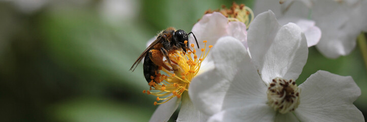 busy bee collecting pollen