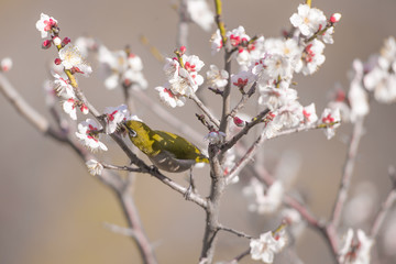 梅の花とメジロ