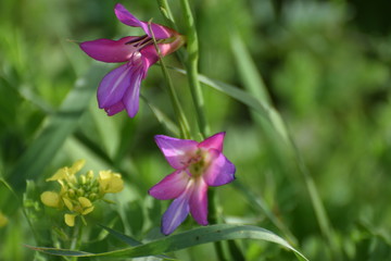 Fototapeta premium green summer field in northern Cyprus