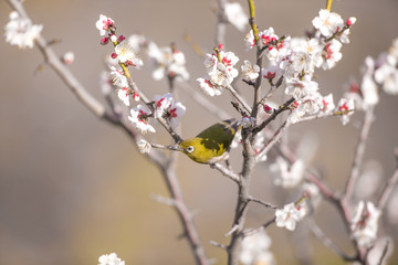 梅の花とメジロ